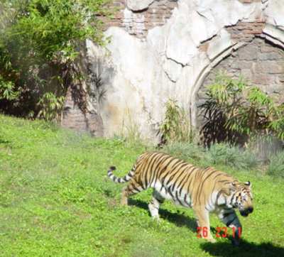 Royal Bengal Tiger at Animal Kingdom