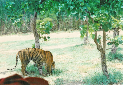 Royal Bengal Tiger in Bangkok Safari, Thailand.