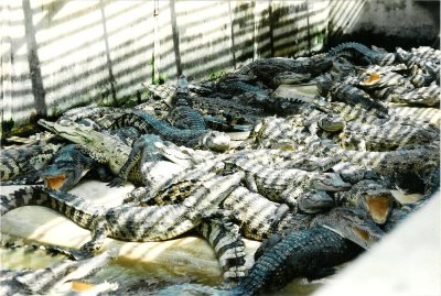 Crocodile Farm, Thailand.