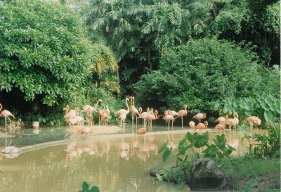 Flamingoes in Sentosa, Singapore.