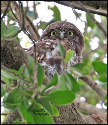 asian_barred_owlet