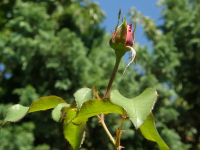 2008 - The BosPinks -  Le mie Rose