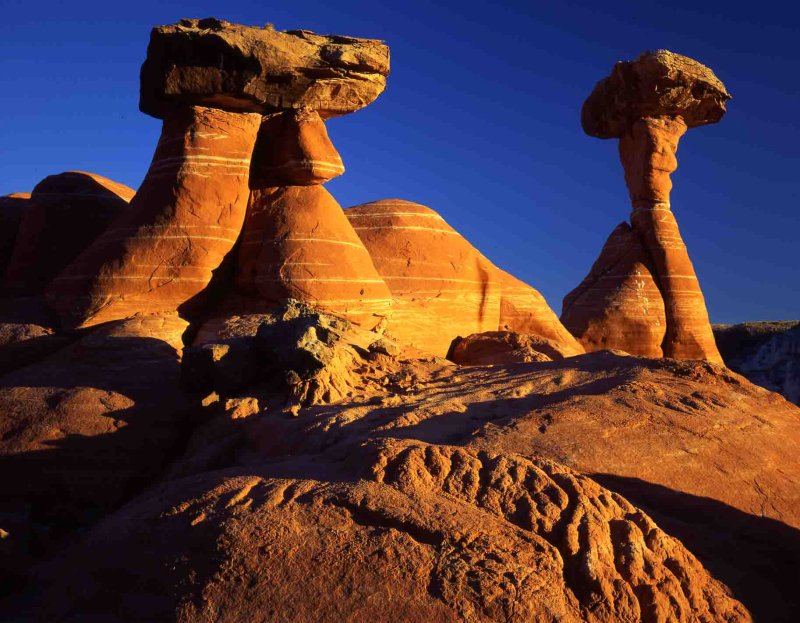 21 Woody Toadstools
