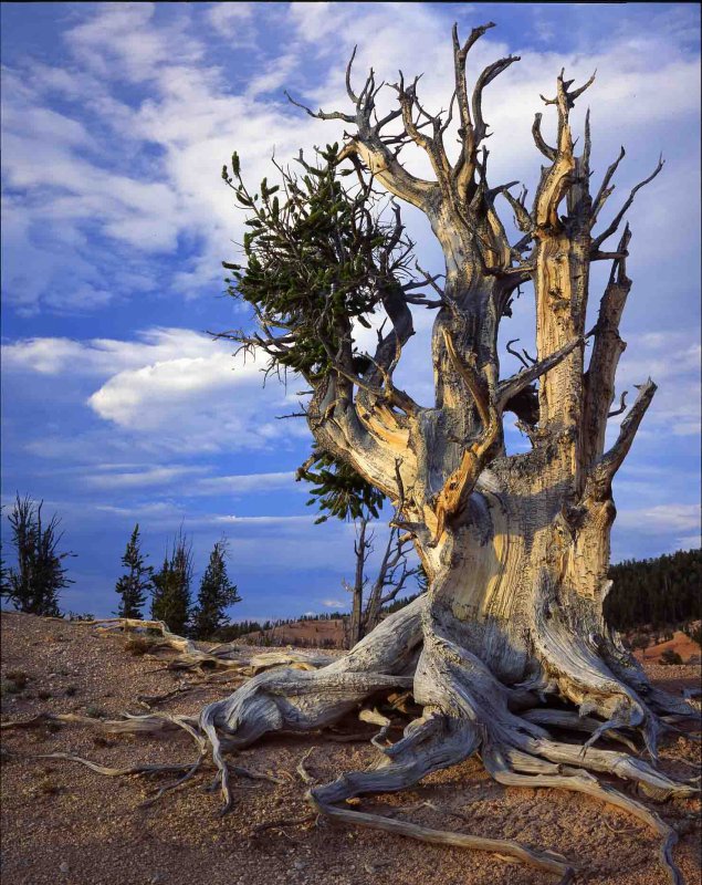 2 Ashdown Gorge Wilderness, Utah