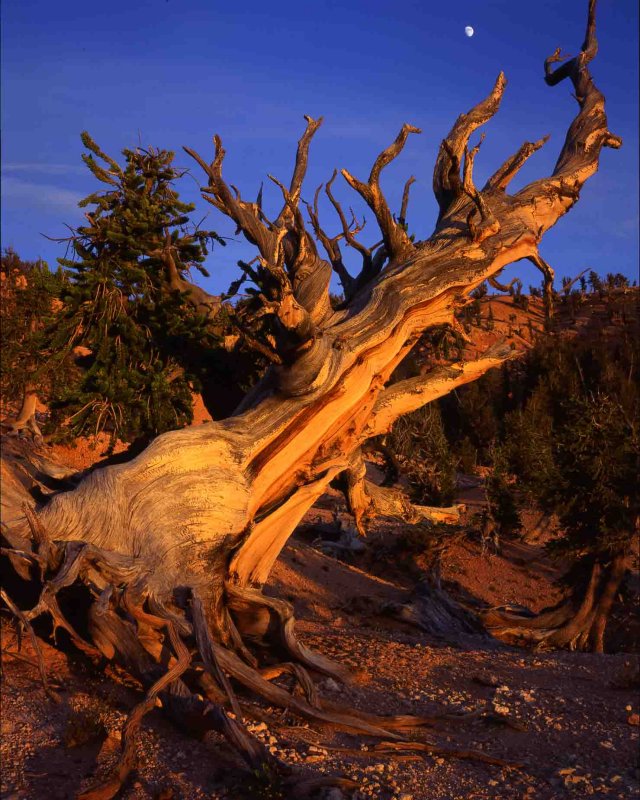 8 Ashdown Gorge Wilderness, Utah