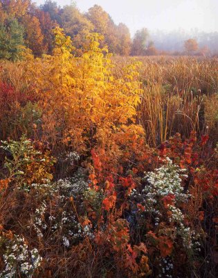 midwest_fall_color