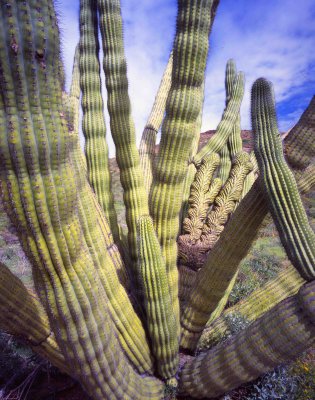 7 Organ Pipe Cactus National Monument, AZ