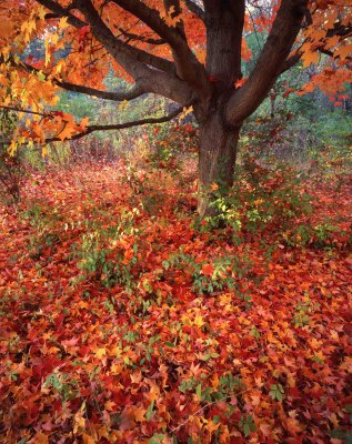 13 Moraine Hills State Park, IL