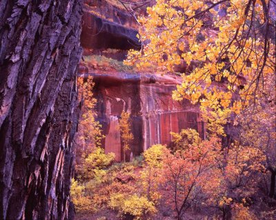 8 Zion Canyon in Fall