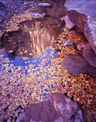 12 Zion Canyon in Fall