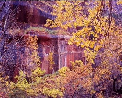 31 Zion Canyon in Fall