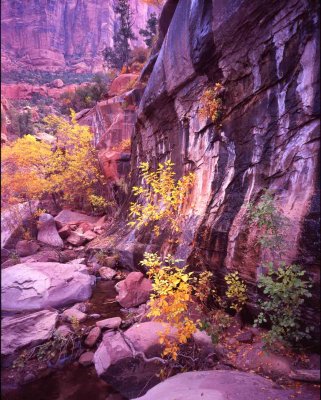 33 Fall in Zion Canyon