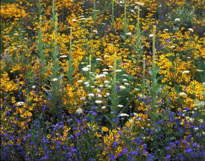 16 Roadside wildflowers, Crystal Lake, IL