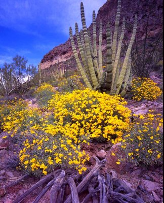 25 Organ Pipe Cactus National Monument, AZ
