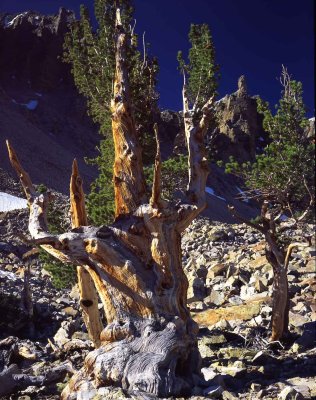 17 Great Basin National Park, NV