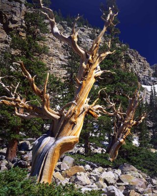 18 Great Basin National Park, NV