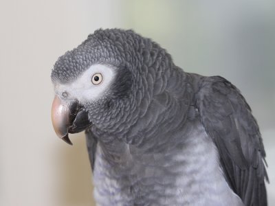 Louie.JPG