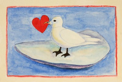 Ivory Gull