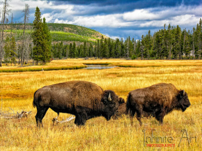 Bison, Yellowstone.jpg