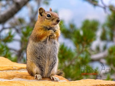 Chipmunk, Bryce canyon.jpg