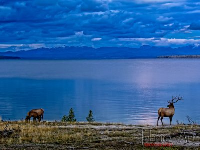 Deer after dark, Yellowstone lake.jpg