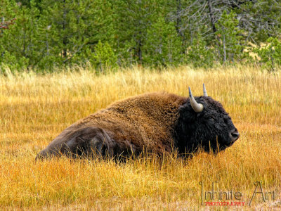 Lonely Bison, Yellowstone.jpg
