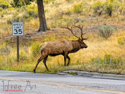 Yellowstone deer.jpg