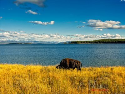 Yellowstone lake 3.jpg