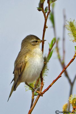 Lu grosso-Willow Warbler  (Phylloscopus trochilus)