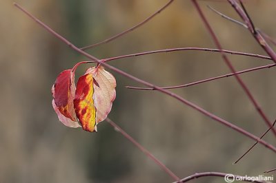 Autunno