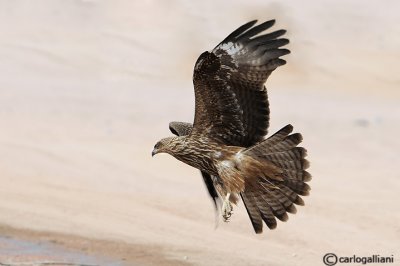 Nibbio bruno-Black Kite (Milvus migrans)