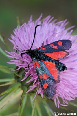 Zygaena lonicerae