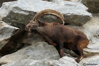 Stambecco-Alpine Ibex  (Capra ibex)