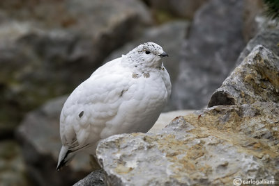 Pernice bianca-Rock Ptarmigan  (Lagopus mutus)