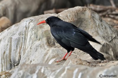 Gracchio corallino -Red-billed Chough (Pyrrhocorax pyrrhocorax)