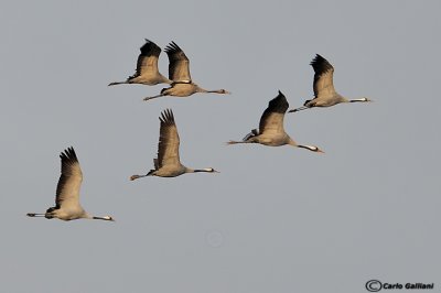 Gru- Common Crane (Grus grus)