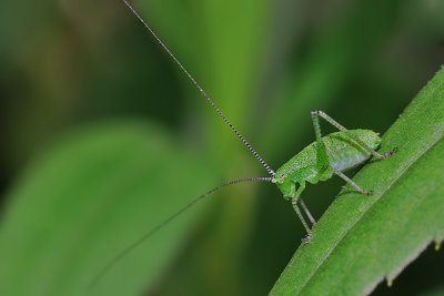Leuptophyes punctatissia