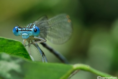 Platycnemis pennipes