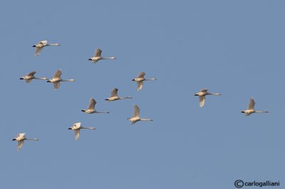 Cigno selvatico (Cygnus cygnus)