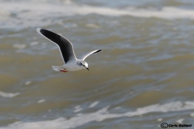 Gabbianello (Larus minutus)