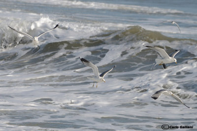 Gavina -Common Gull (Larus canus)