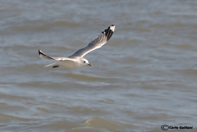 Gavina (Larus canus)