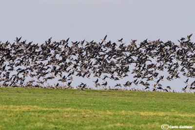 Oca collorosso (Branta ruficollis)