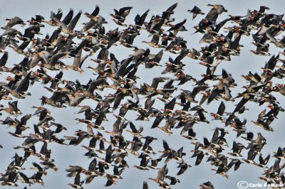 Oca collorosso (Branta ruficollis)