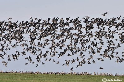 Oca collorosso (Branta ruficollis)