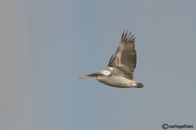 Pellicano riccio- Dalmatian Pelican (Pelecanus crispus)