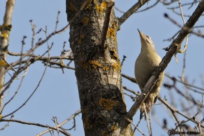 Picchio cenerino Grey-headed Woodpecker(Picus canus)