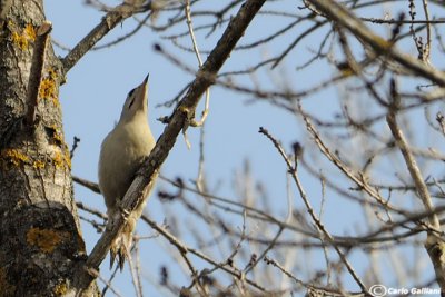 Picchio cenerino Grey-headed Woodpecker(Picus canus)