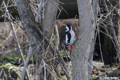 Picchio rosso di Siria-Syrian Woodpecker	(Dendrocopos syriacus)