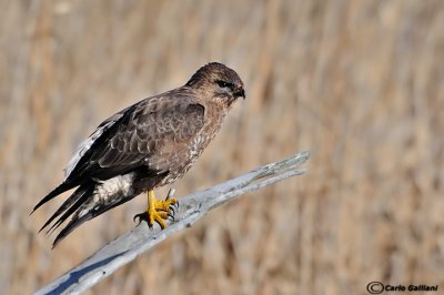 Poiana-Common Buzzard (Buteo buteo)